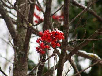 Rowanberry