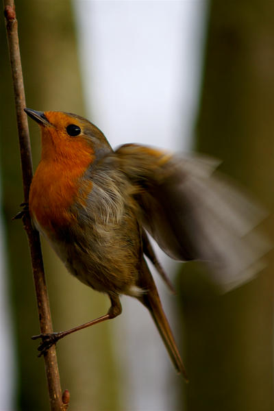 Robin takeoff