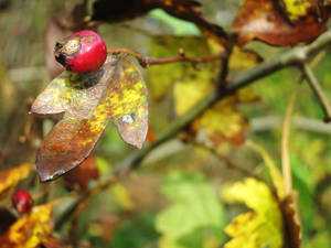 Red berry on autumn leaf