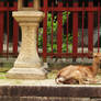 A Deer Relaxing in Miyajima