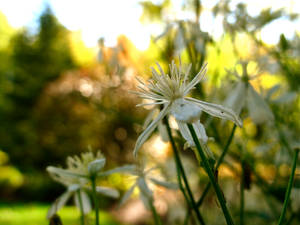 Beauty in Autumn