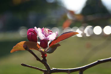 A Single Bud - autumn