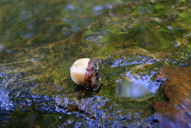 Acorn in water - autumn