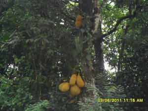 Jackfruit tree