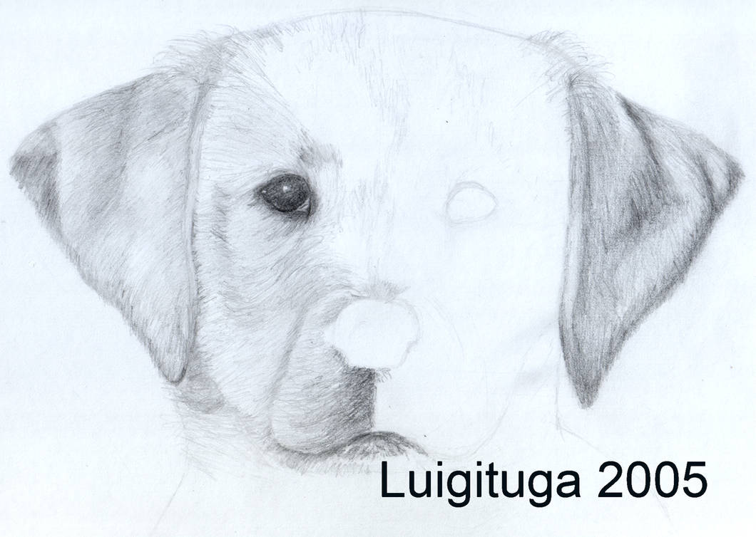 Labrakita Drawing Labrador Retriever part 2 by LuigiTuga on DeviantArt