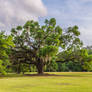 Sand Live Oak - Quercus Geminata