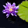 Tropical Day-flowering Waterlily