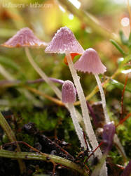 Violet Thyme Mushroom II