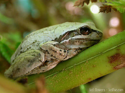 Tasmanian Froggy