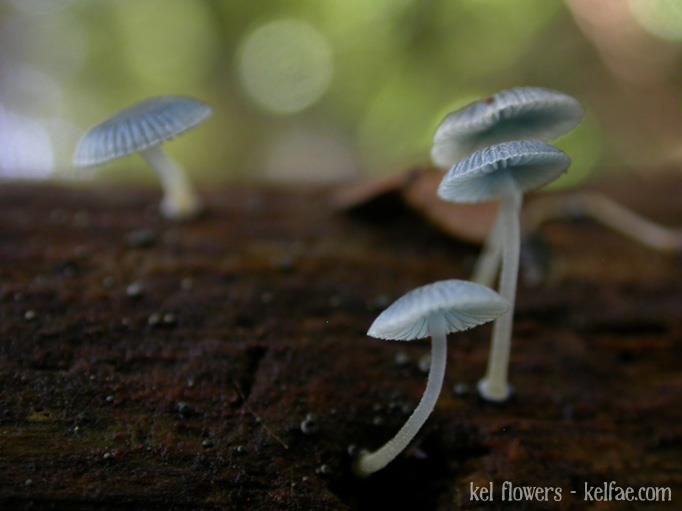 Pixie Parasols