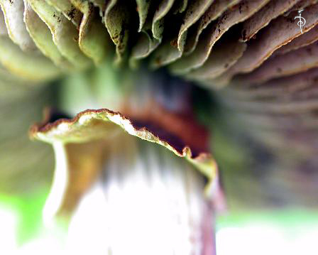 Mushroom Macro