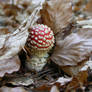 Autumn Amanita