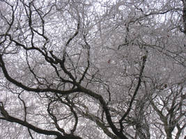 frosty trees