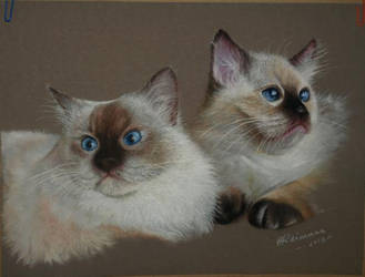 Cats by ArtbyAnuR