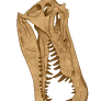 [F2U] Spinosaurus Skull - Textured