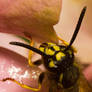 Common Wasp XII