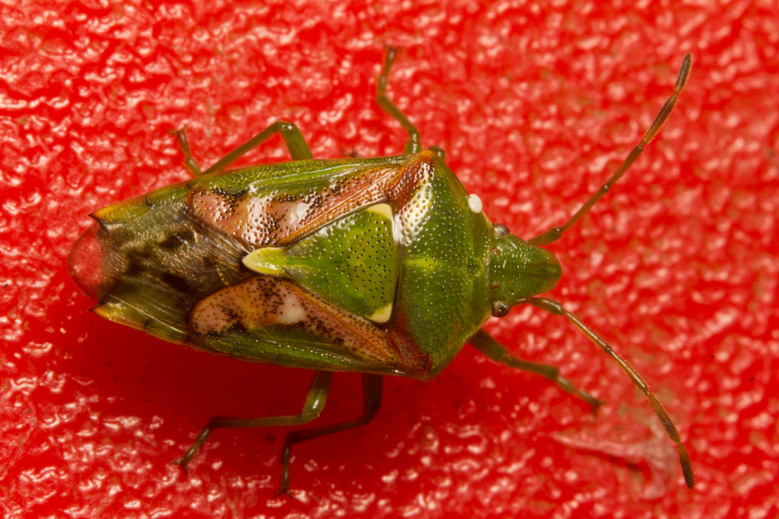 Juniper Shield Bug II by snomanda on DeviantArt