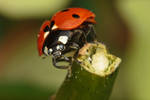 7 Spot Ladybird XXI by snomanda