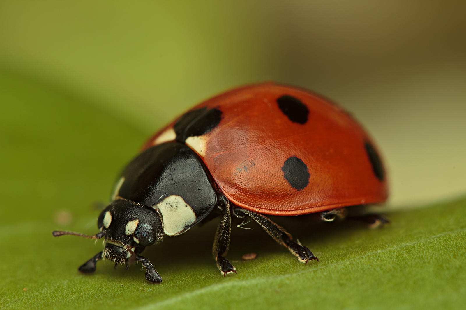 7 Spot Ladybird XXV