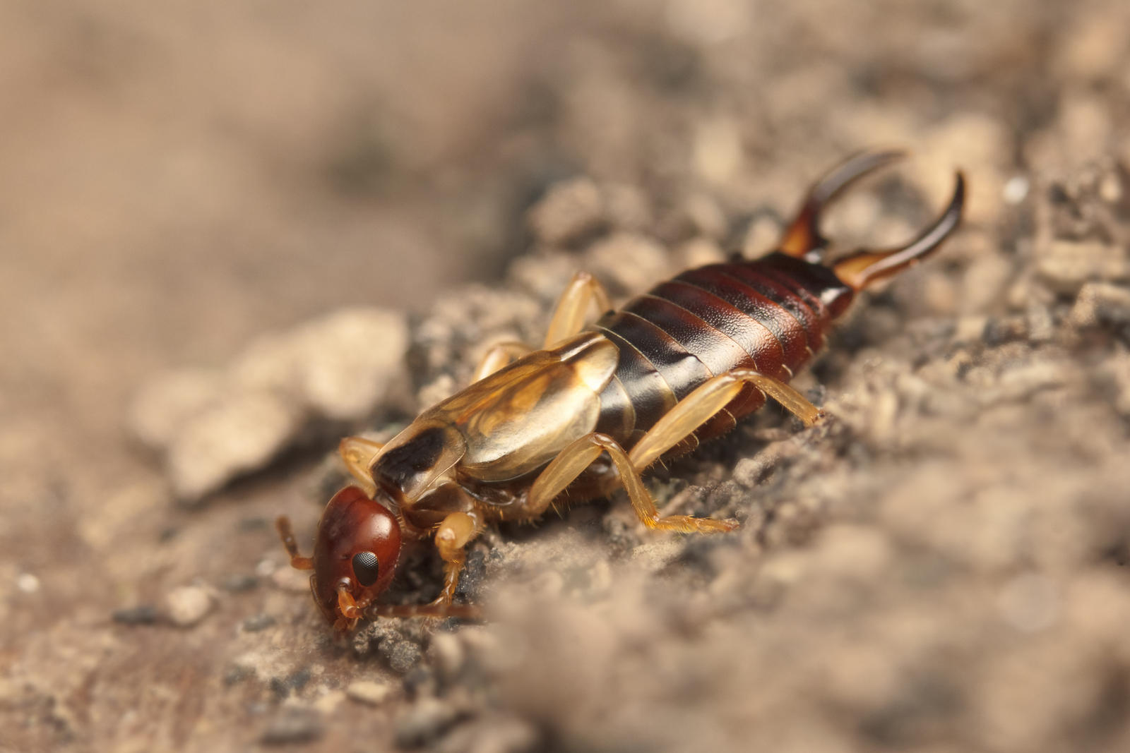 Earwig IV