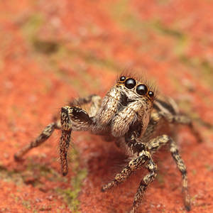 Rover the Jumping Spider II