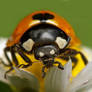 7 Spot Ladybird