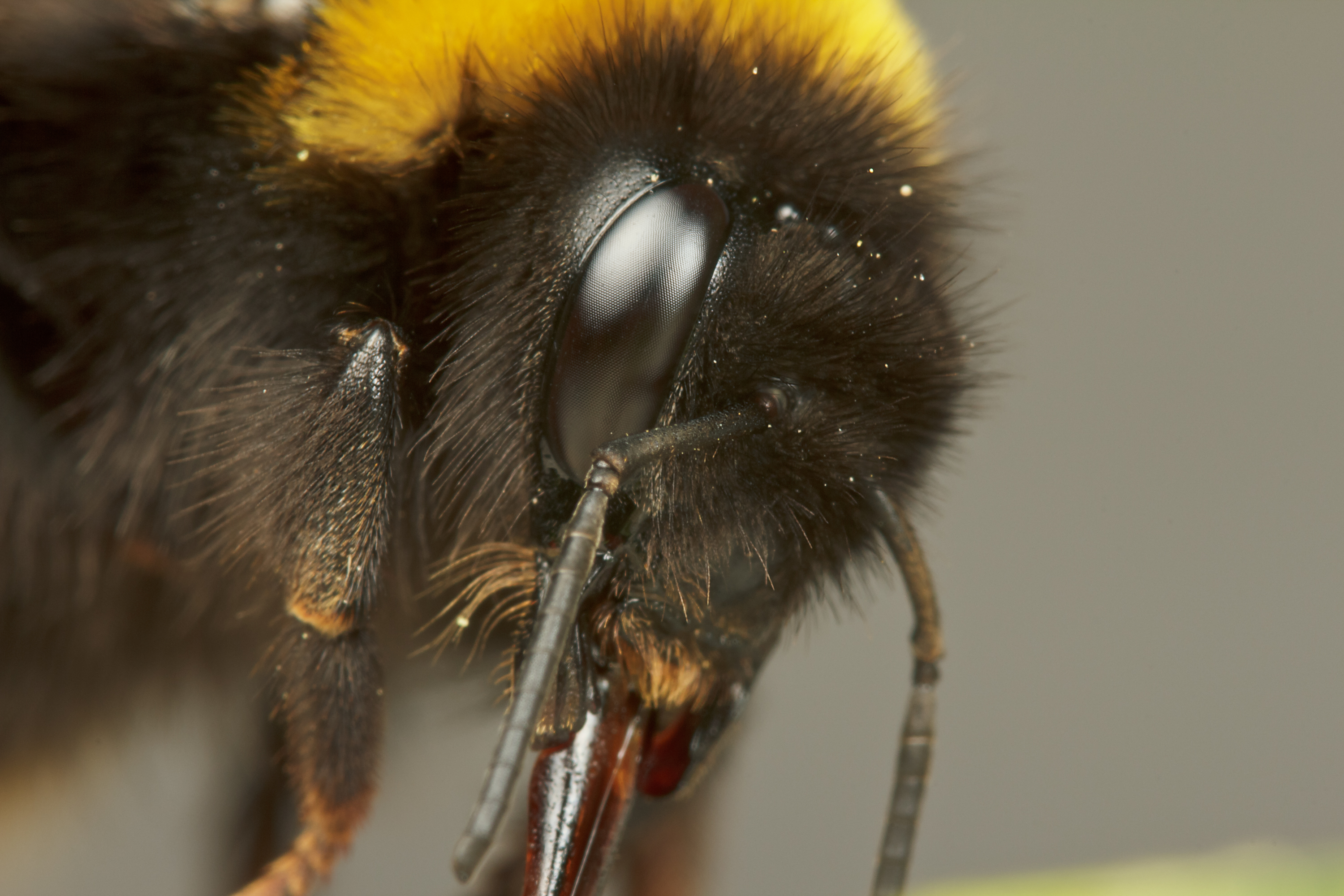 Buff-Tailed Bumblebee