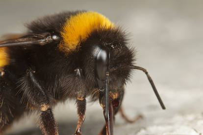 Buff-Tailed Bumblebee