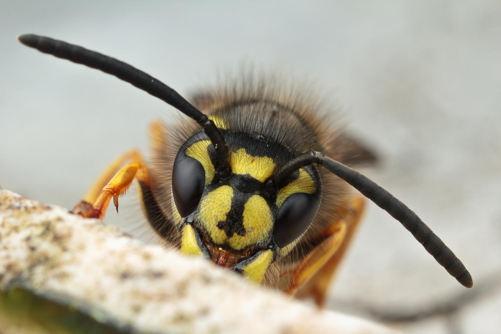 Common Wasp