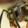 Common Wasp