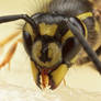 Common Wasp