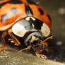 Autumn Ladybird