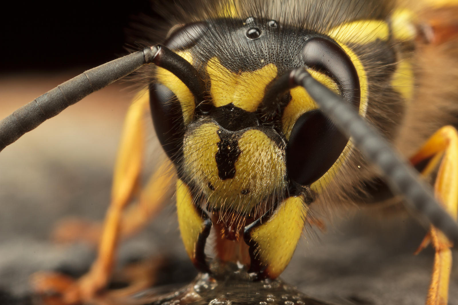 Common Wasp