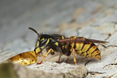 Common Wasp by snomanda