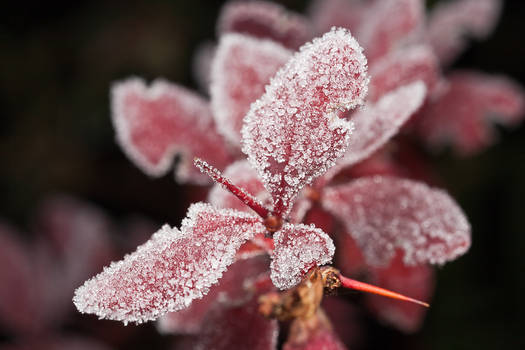 Jack Frost