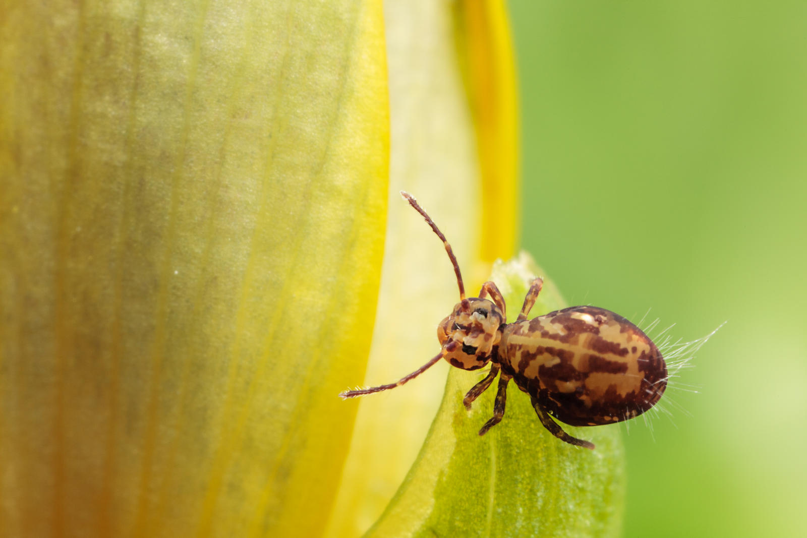 Springtail by snomanda on DeviantArt