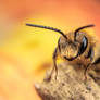 Solitary Bee