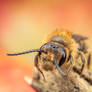 Solitary Bee