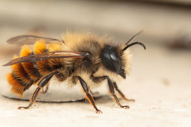 Mason Bee Redux