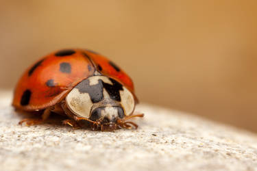 Img 8162-2 by snomanda