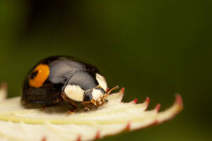 Img 8611-1 by snomanda Img 8611-1 by snomanda