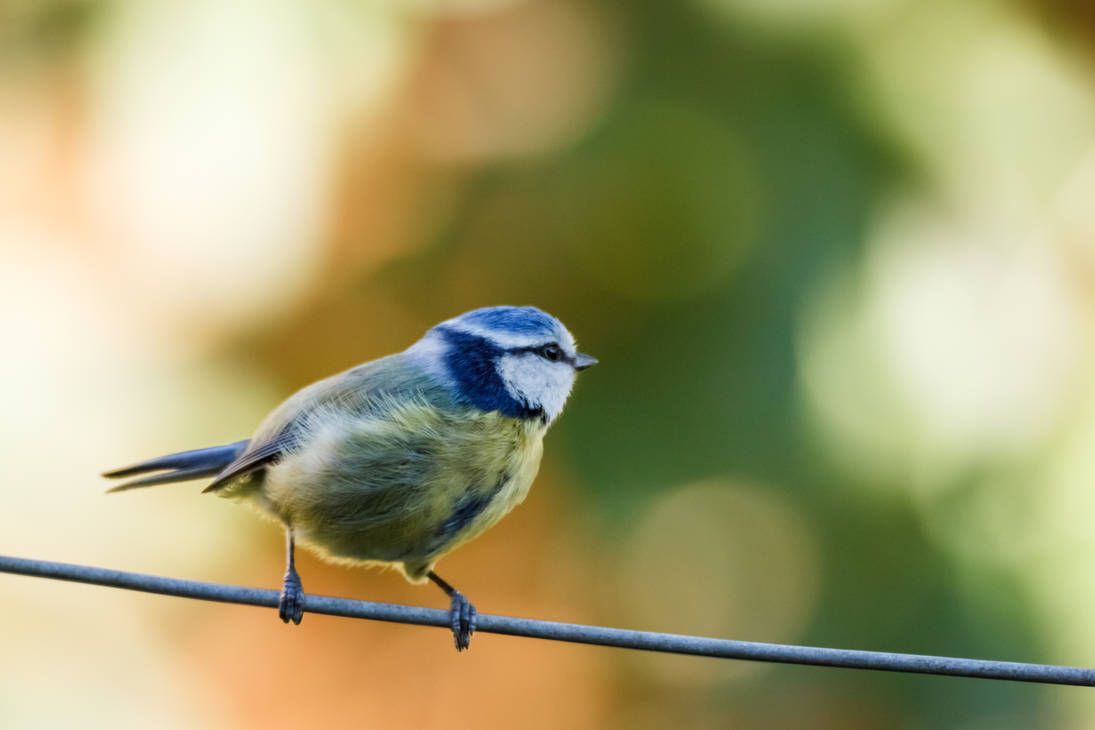 Blue Tit by snomanda