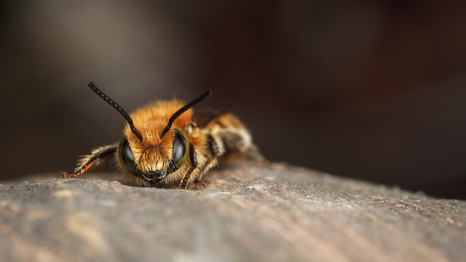 Blue Mason Bee