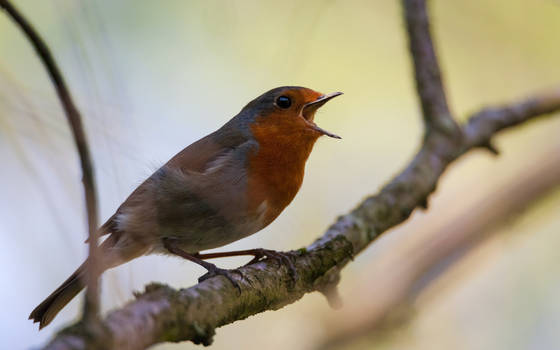 Robin