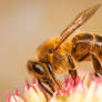 Western Honey Bee