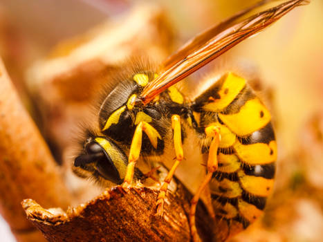 Common Wasp