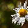 Common Daisy