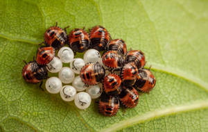 Green Shield Bug Nymphs by snomanda Green Shield Bug Nymphs by snomanda
