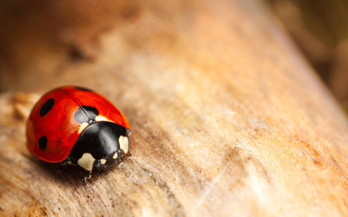 Seven-Spot Ladybird by snomanda Seven-Spot Ladybird by snomanda