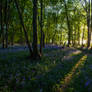 Bluebell Wood II